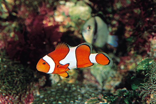 Amphiprion ocellaris export