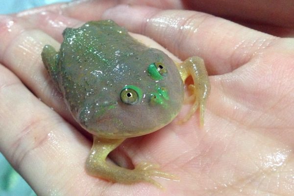 tropical fish frog