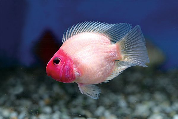 parrot fish freshwater