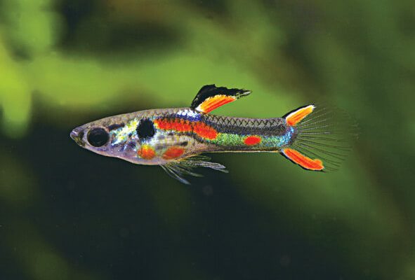 Guppy Wholesale Export