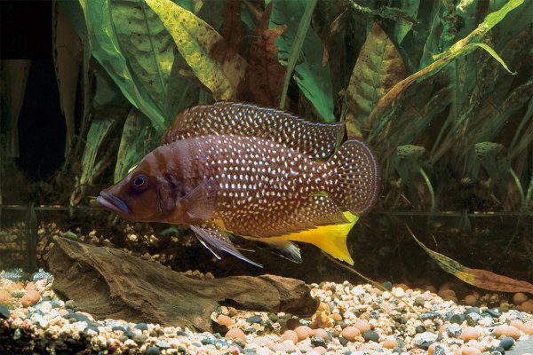 Altolamprologus calvus