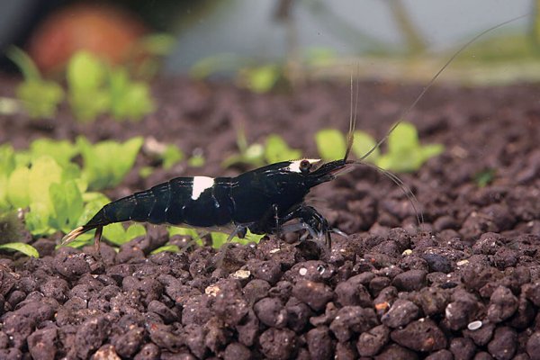 Black King Kong shrimp export