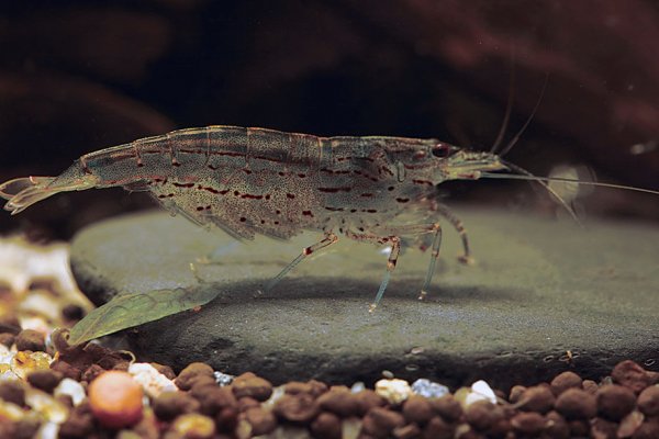 Caridina Japonica