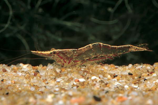 Caridina longirostris var.