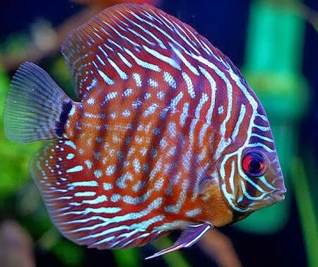 Discus Export