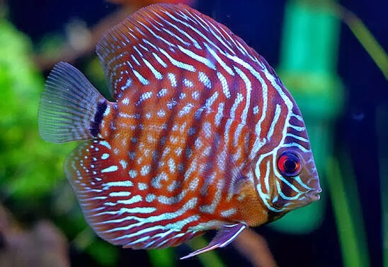 Discus Export