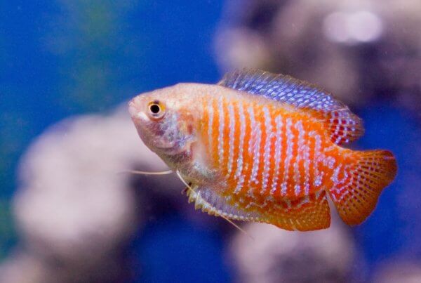 Gourami Wholesale