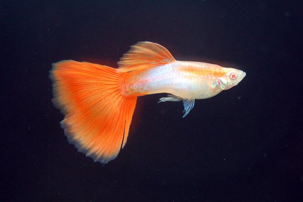 Guppy Wholesale Export