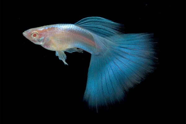 Guppy Wholesale Export