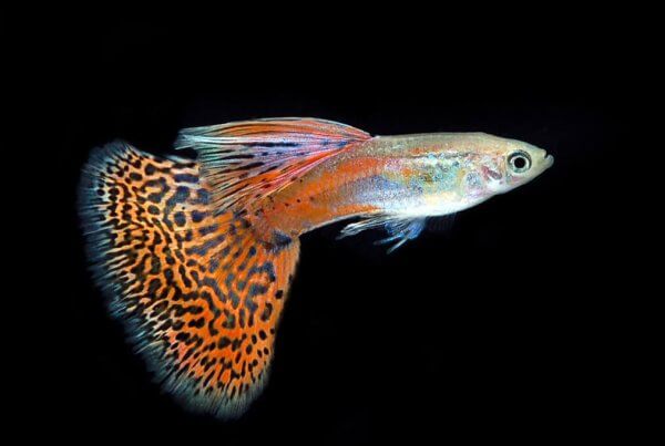 Guppy Wholesale Export