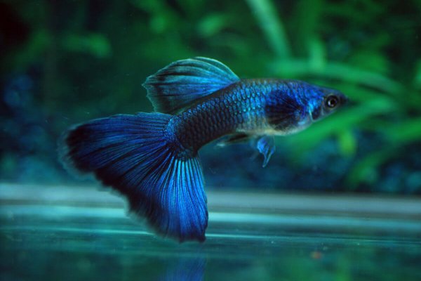 Guppy Wholesale Export