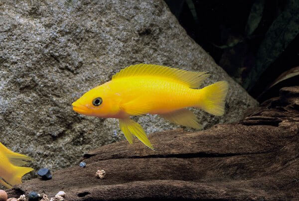 Lamprologus leleupi