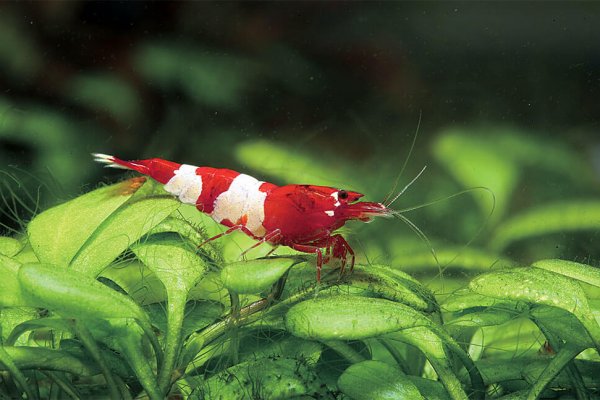 Red Panda Shrimp Export