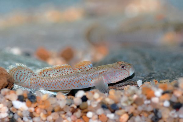 Rhinogobius rubromaculatus