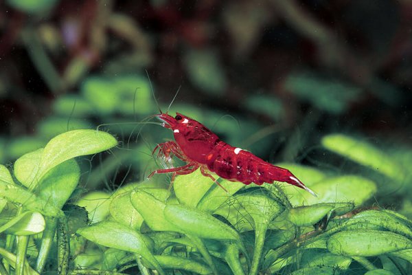 Ruby Shrimp Ornamental Export