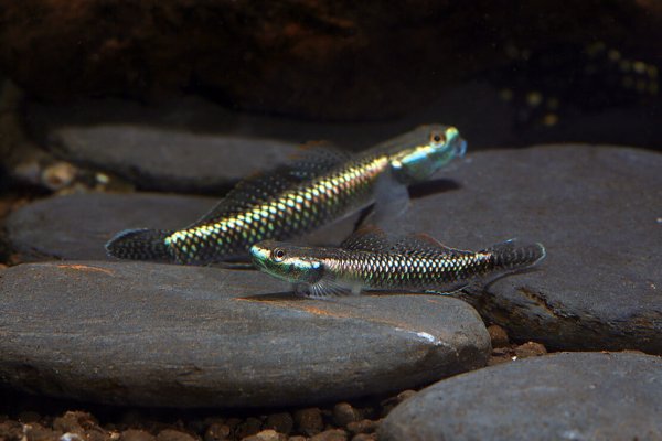 Stiphodon atropurpureus Export