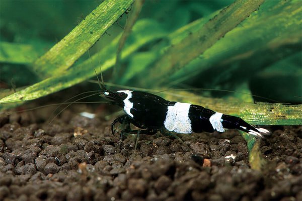 Panda Shrimp Wholesale Export