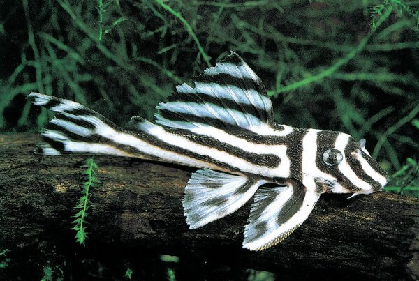 Hypancistrus zebra