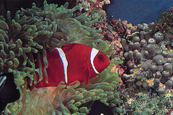 Amphiprion biaculatus export