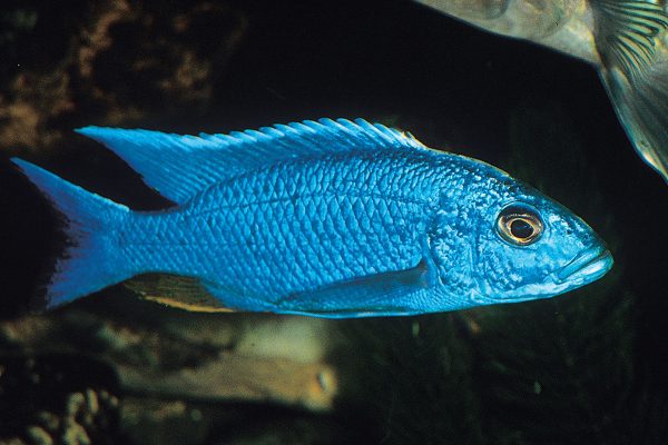 Tropical Fish Export