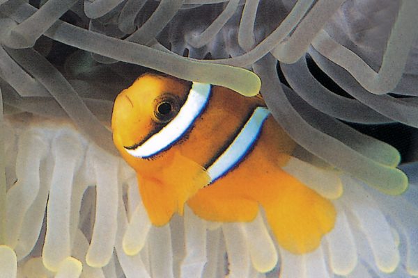 Amphiprion clarkii export