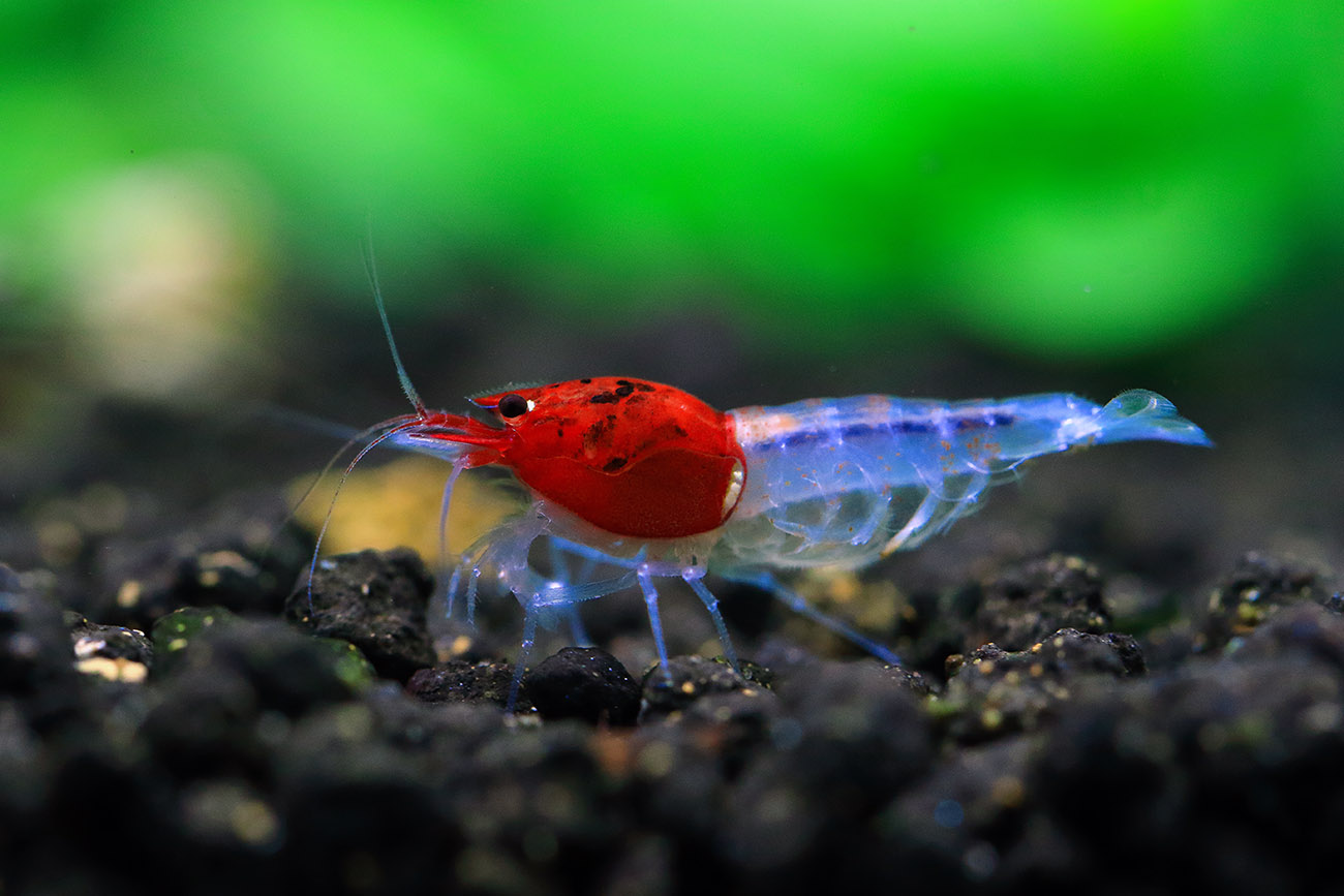 Skeptisk Landsdækkende Tålmodighed Crystal Shrimp Export - Jy Lin Trading Ornamental & Tropical Wholesale