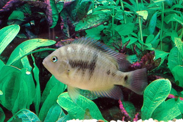 T-bar cichlid