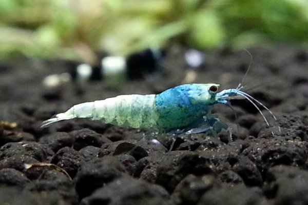 Blue King Kong Shrimp