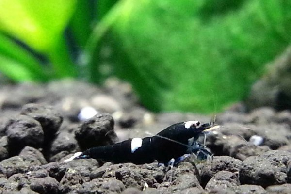 Black King Kong Shrimp