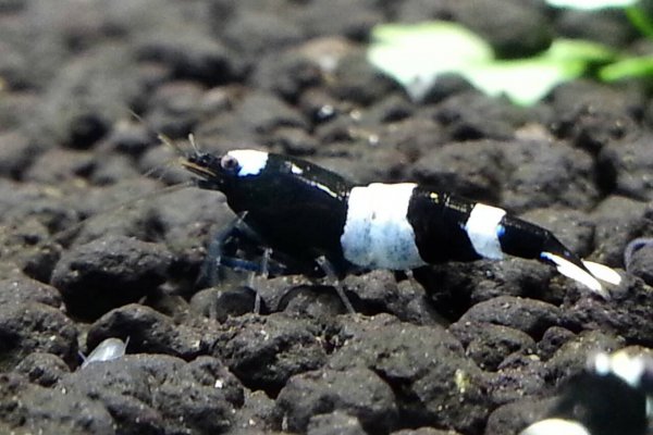 Black Panda Shrimp