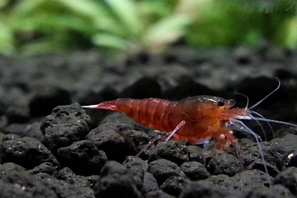 Red Diamond Shrimp