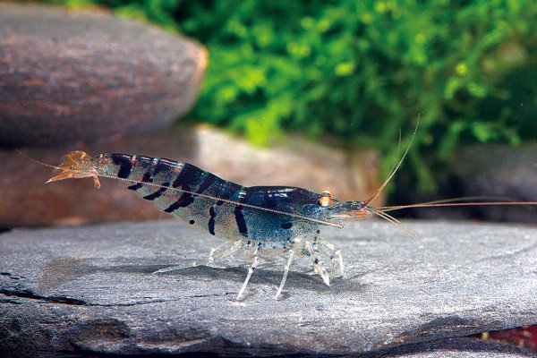 Caridina sp. 'blue tiger golden eye'