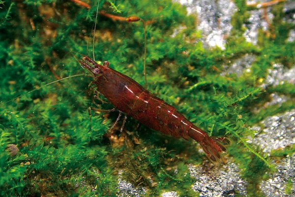 Neocaridina cf. zhangjiajiensis var. Chocolate