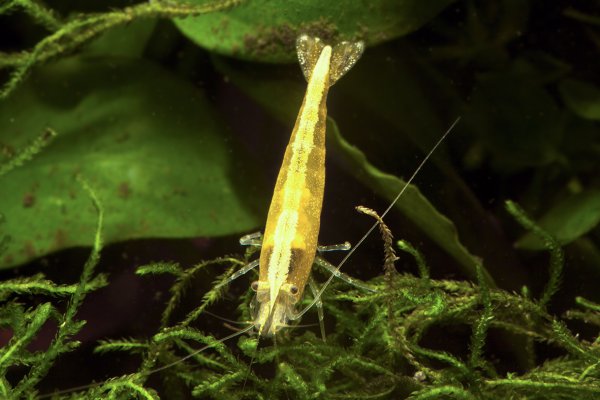 Neocaridina heteropoda var Yellow Golden