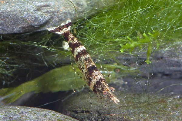 Neocaridina sp.'Batik bee'