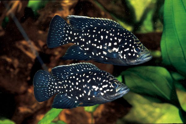 Paratilapia polleni ' Andapa ' Madagascar