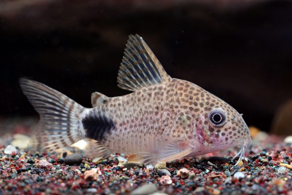 Corydoras caudimaculatus