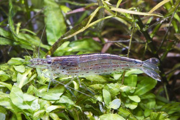 Caridina japonica