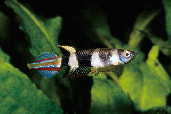 Pseudepiplatys annulatus