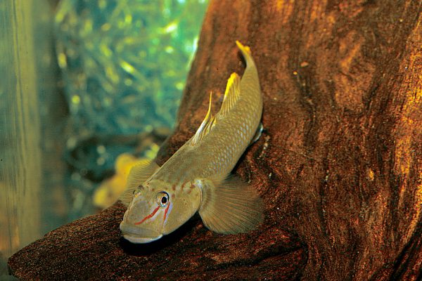 Rhinogobius candidianus