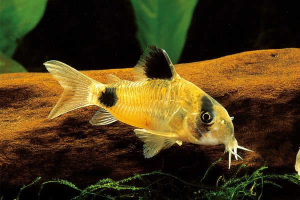 Corydoras panda