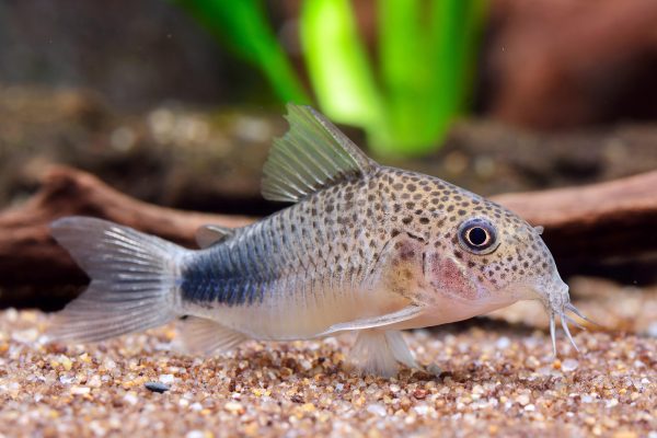 Corydoras similis