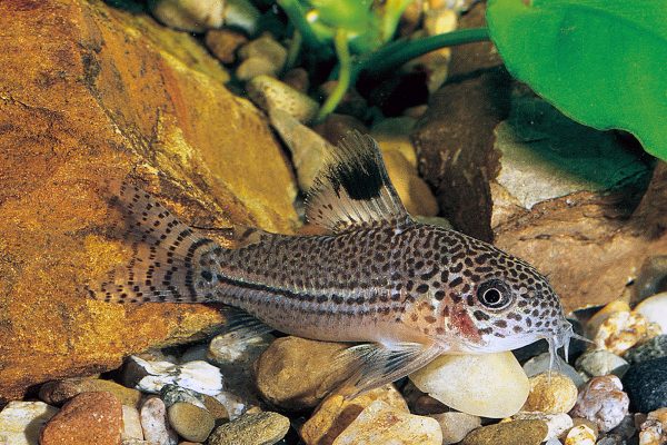 Corydoras Julii