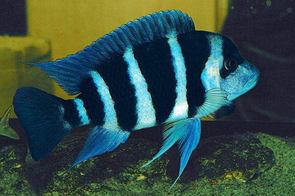 Cyphotilapia frontosa blue zaire