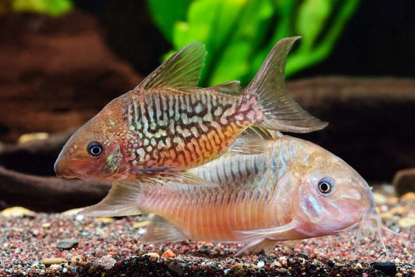 Corydoras pantanalensis