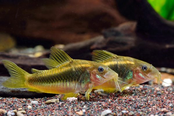 Corydoras aff. aeneus Green Laser