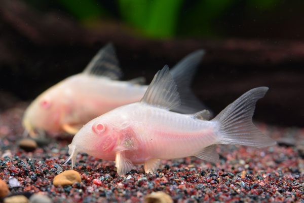 Corydoras sterbai var. Albino