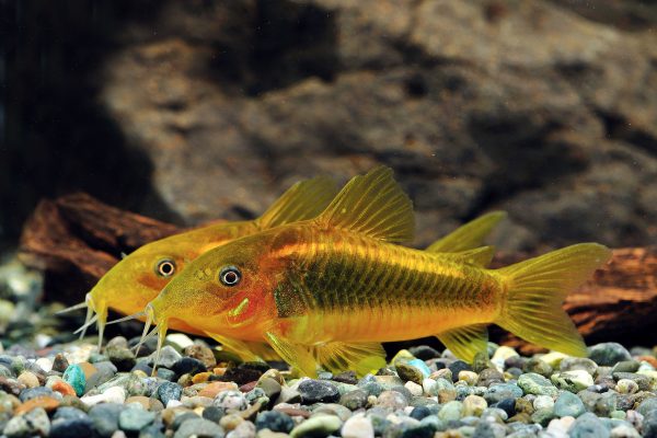 Corydoras aff. aeneus Gold stripe