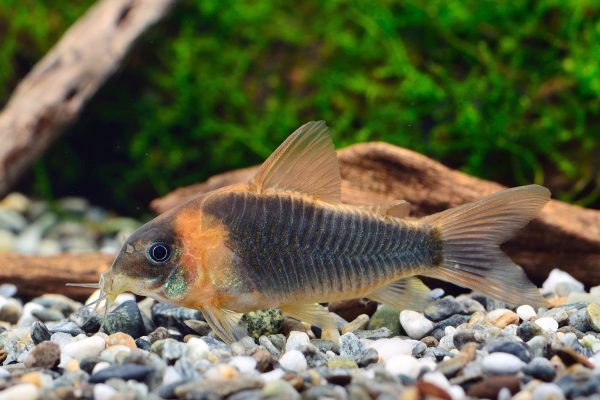 Corydoras eques