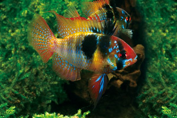 Papiliochromis ramirezi